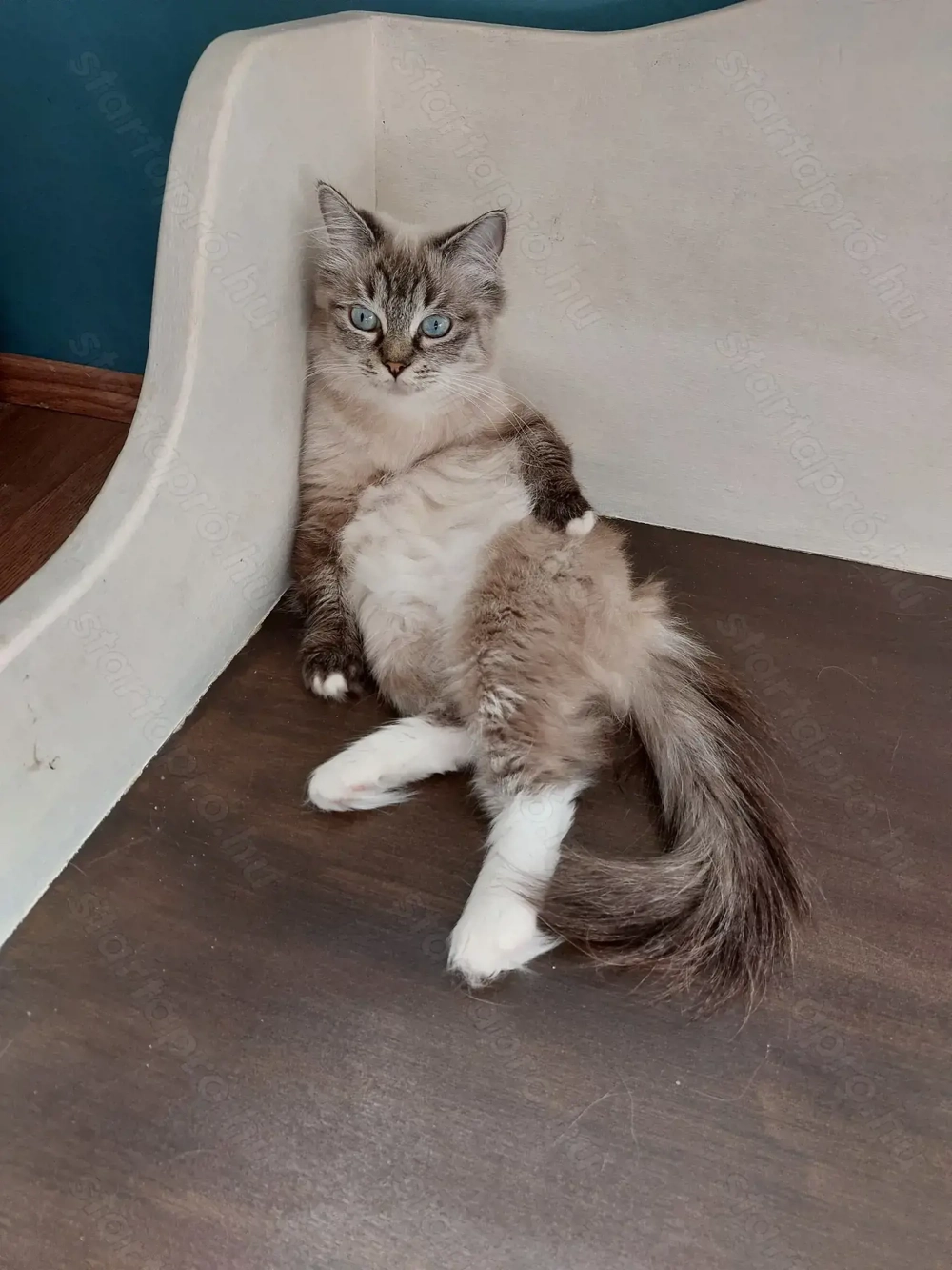 Ragdoll kiscica gazdit keres. 