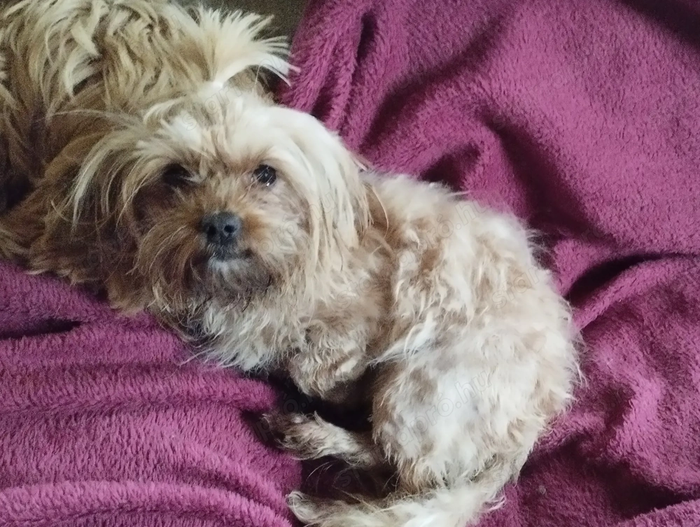 Arany yorkie kiskutya