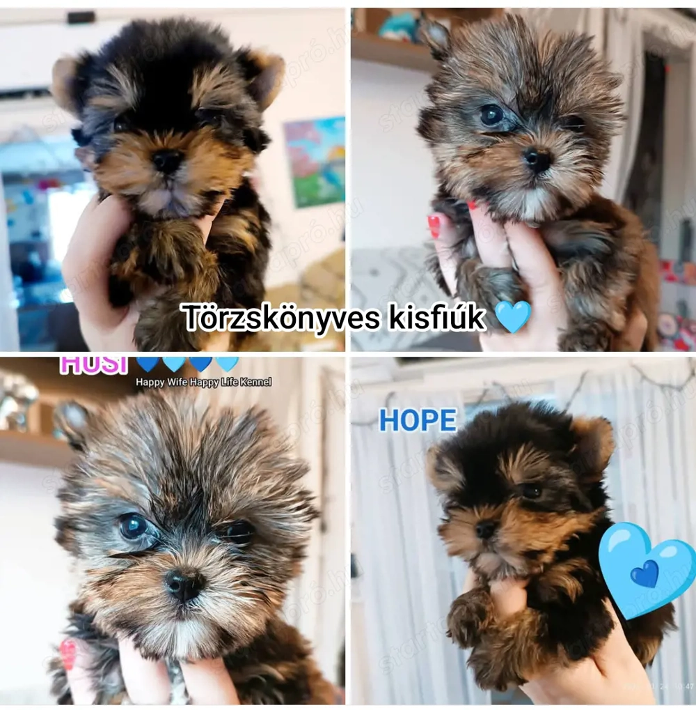 Yorki yorkshire terrier 