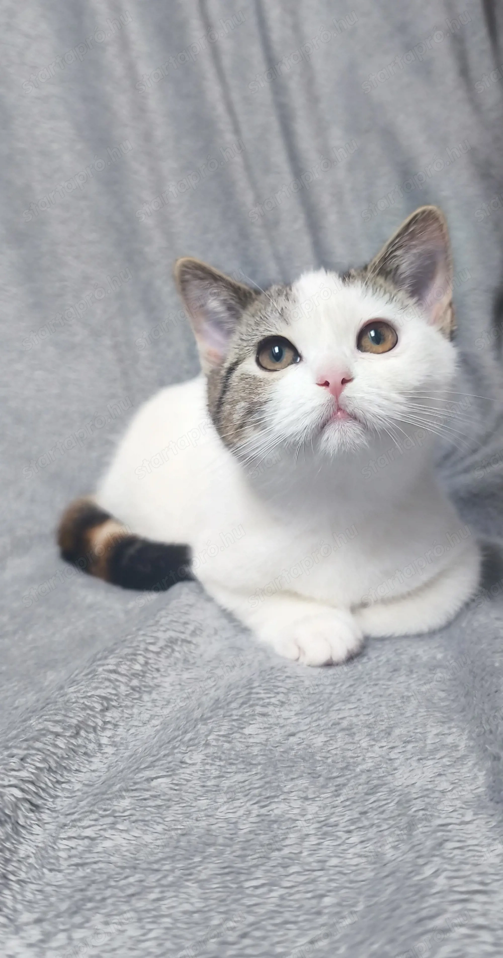 Brit tricolour kislány eladó 