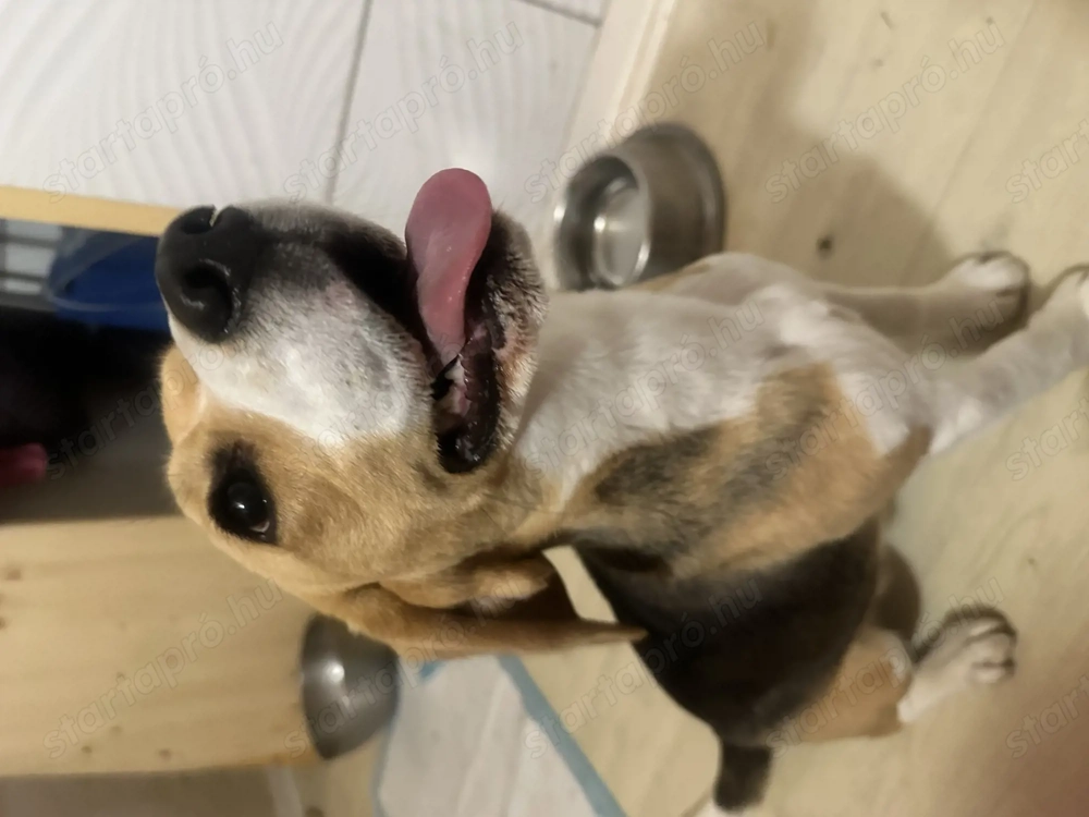 Örökbe fogadható 1 éves 8 hónapos Beagle 