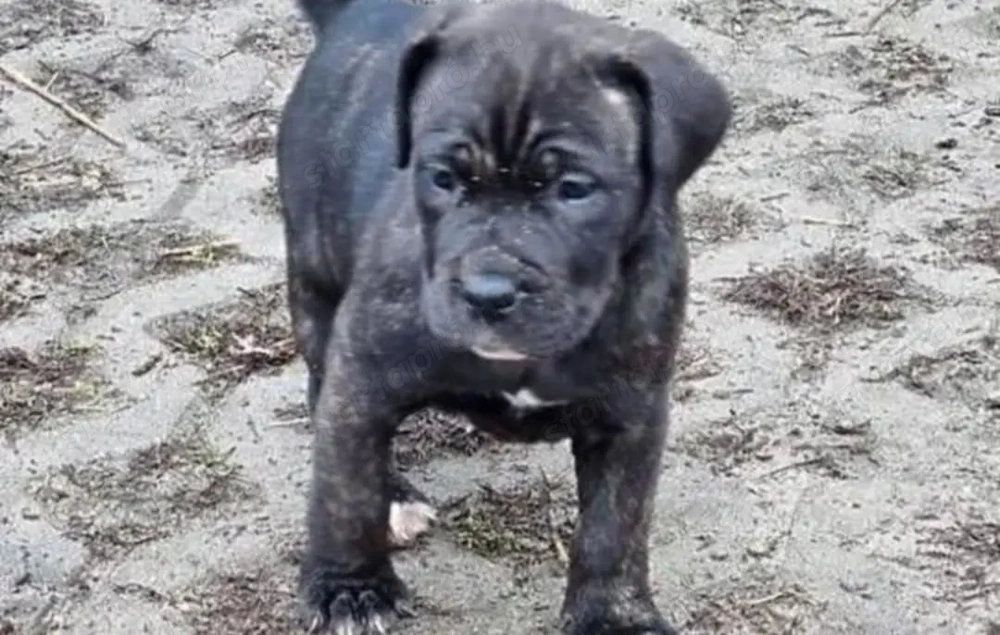 Cane corso kiskutyák 