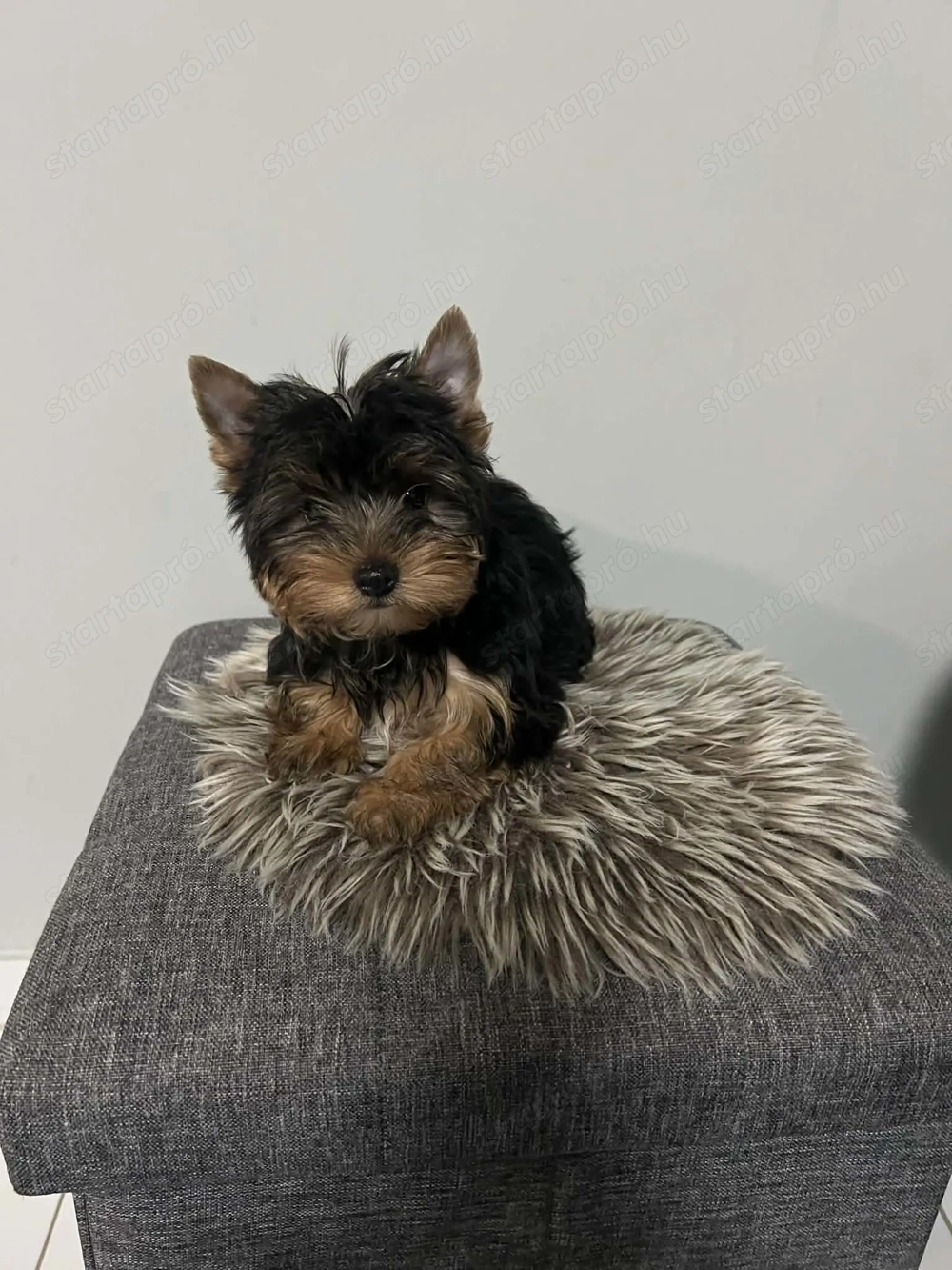 Yorki kis fiu kis kutya