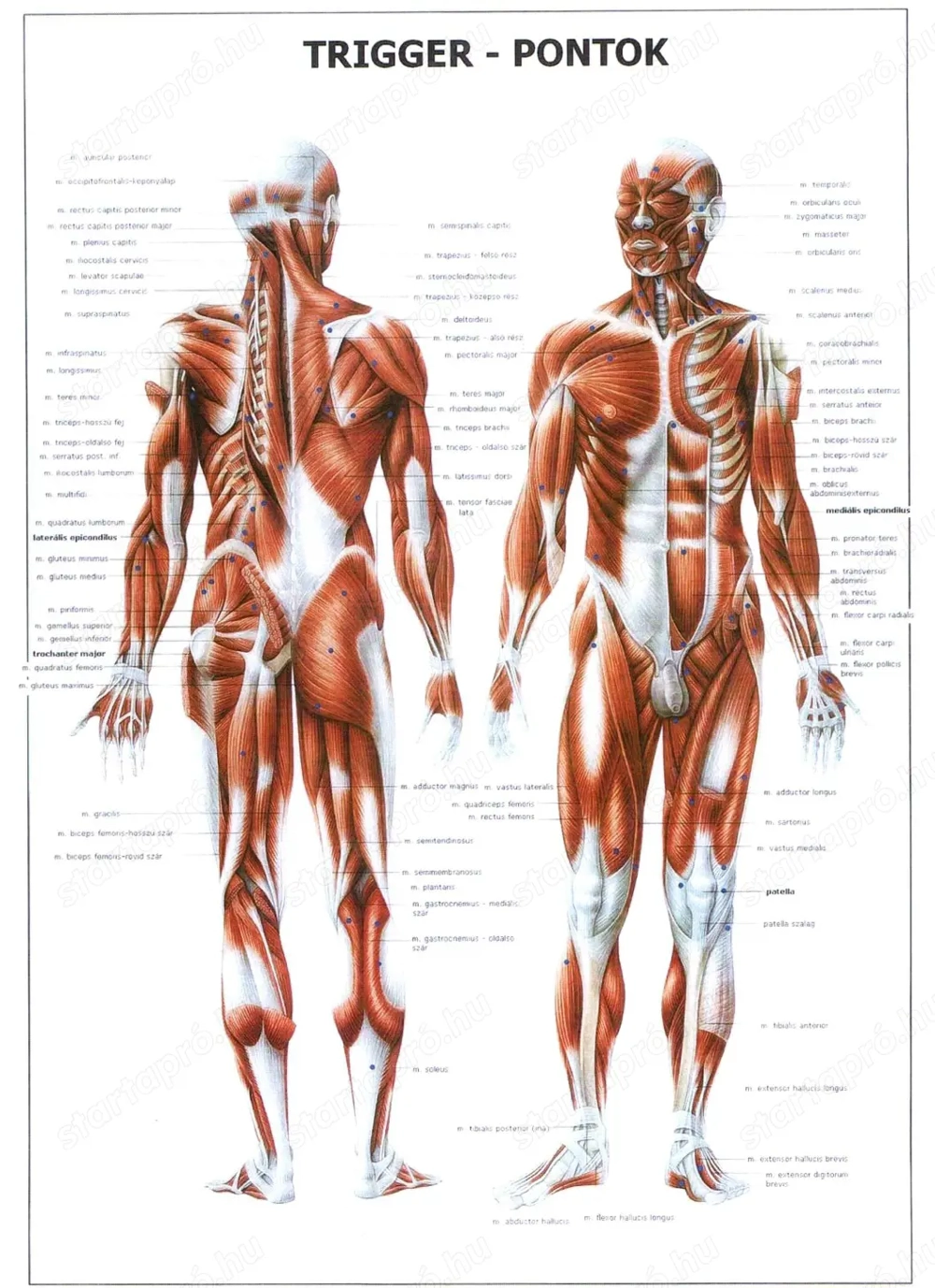Masszázs Oroszlány- Fanni