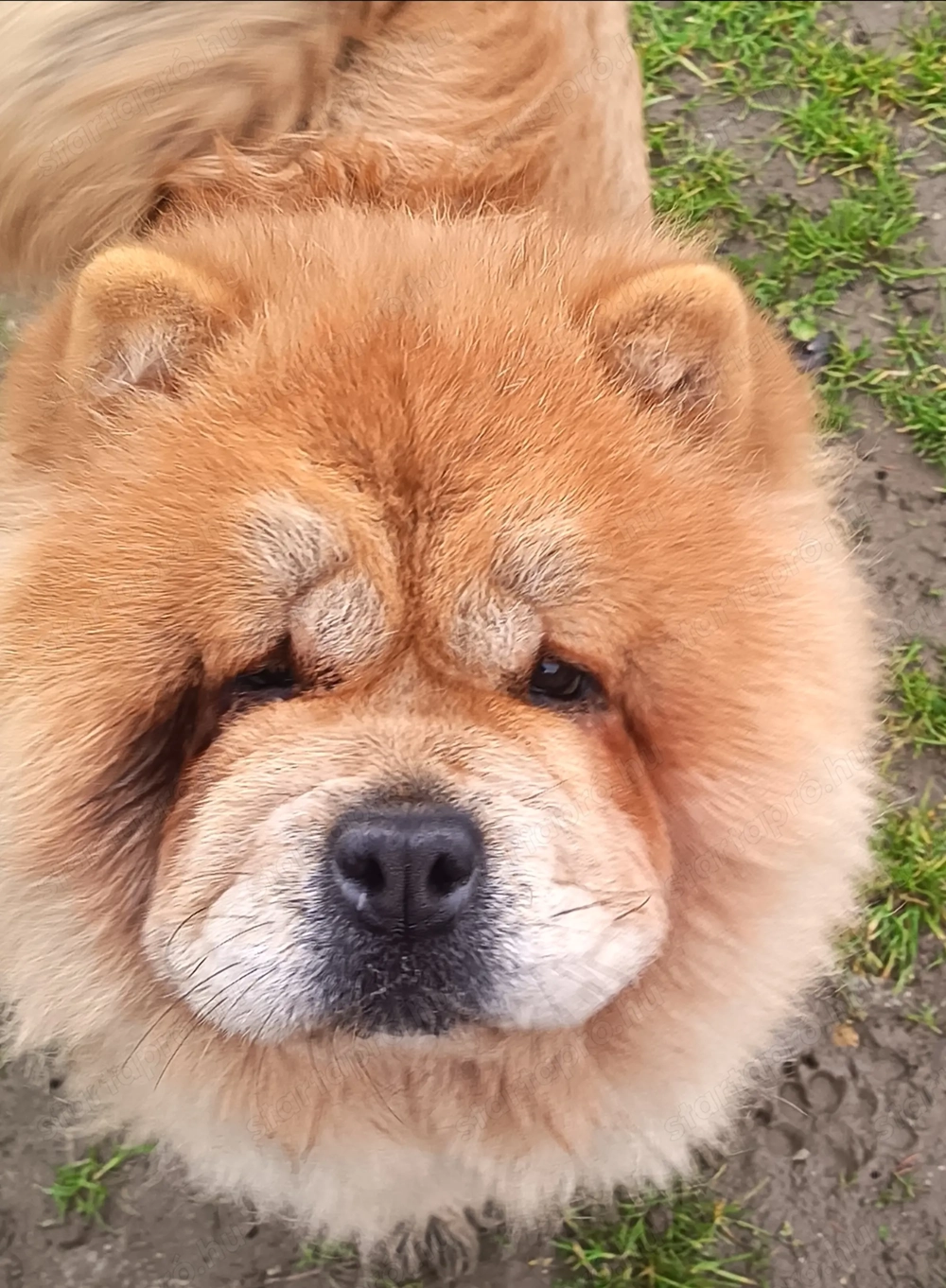 Csaucsau törzskönyvezett szuka 