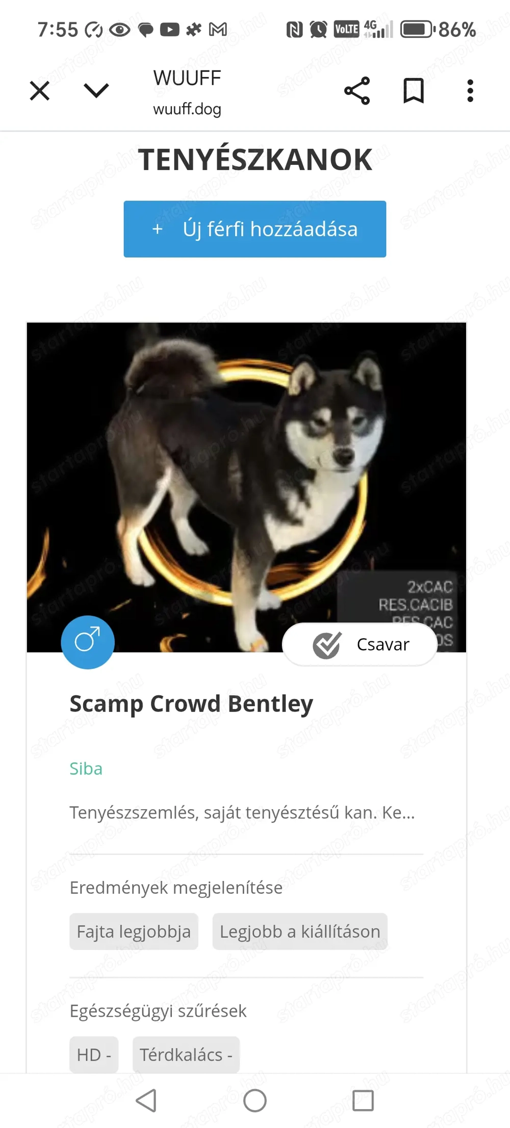 Shiba inu kiskutyák foglalhatóak 