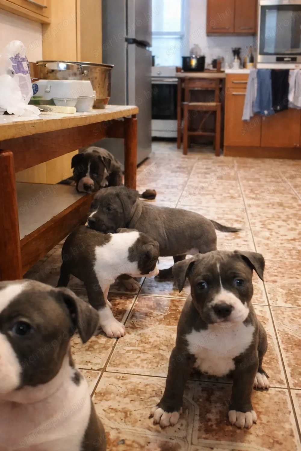 Staffordshire  kiskutyák