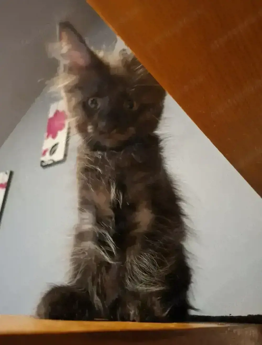 Maine Coon kiscicák