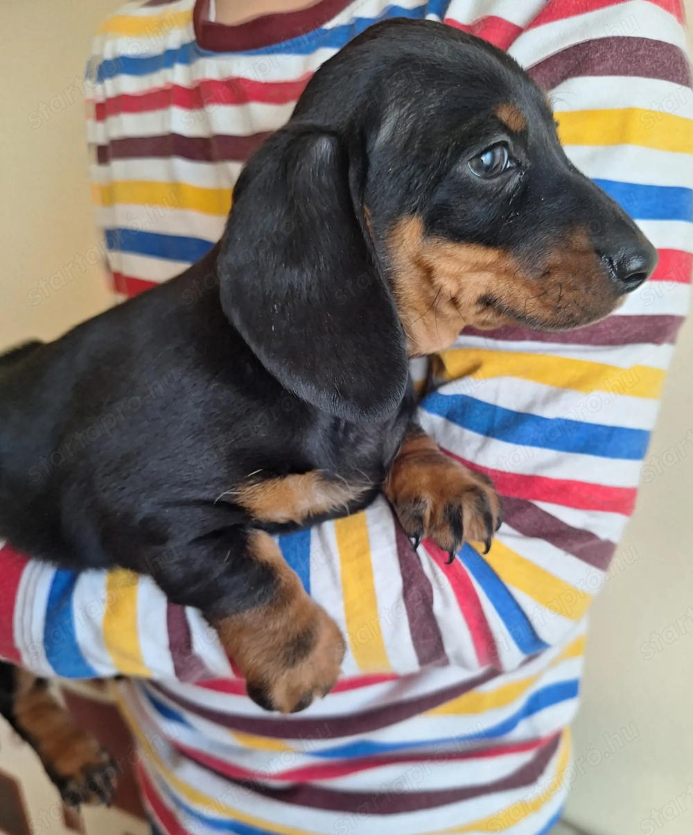 Fekete cser törpetacskó