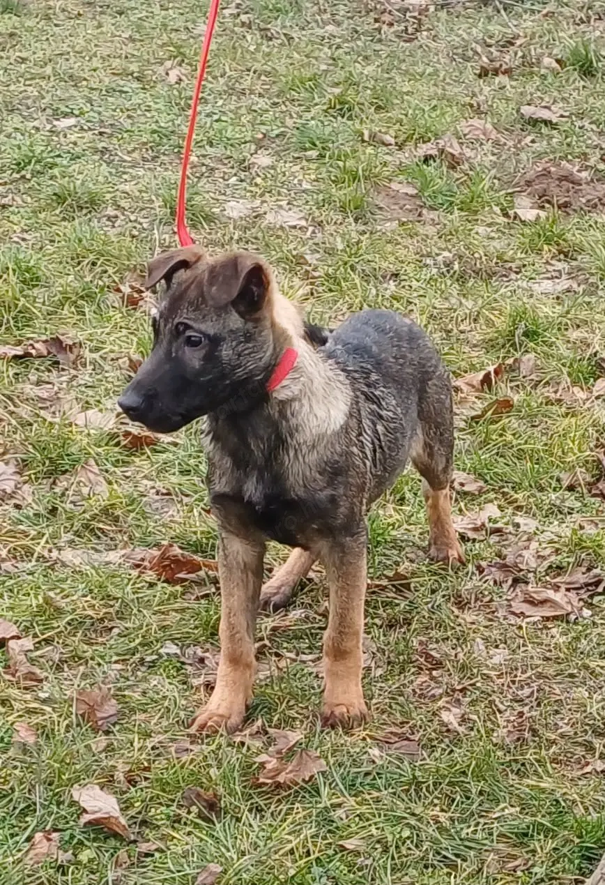 Német juhász jellegű kisfiú szerető gazdit keres 