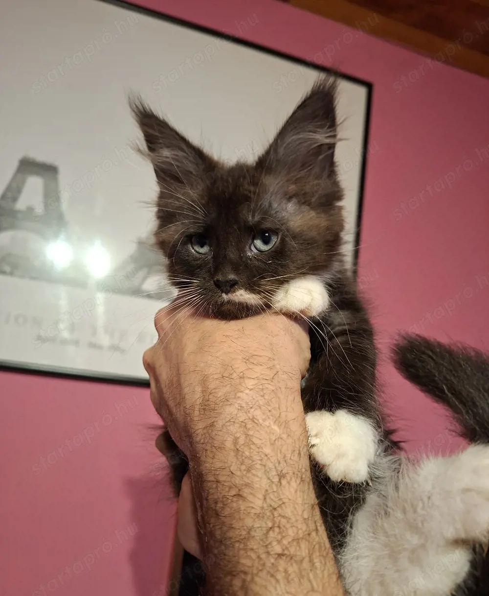Maine Coon kiscica fiú