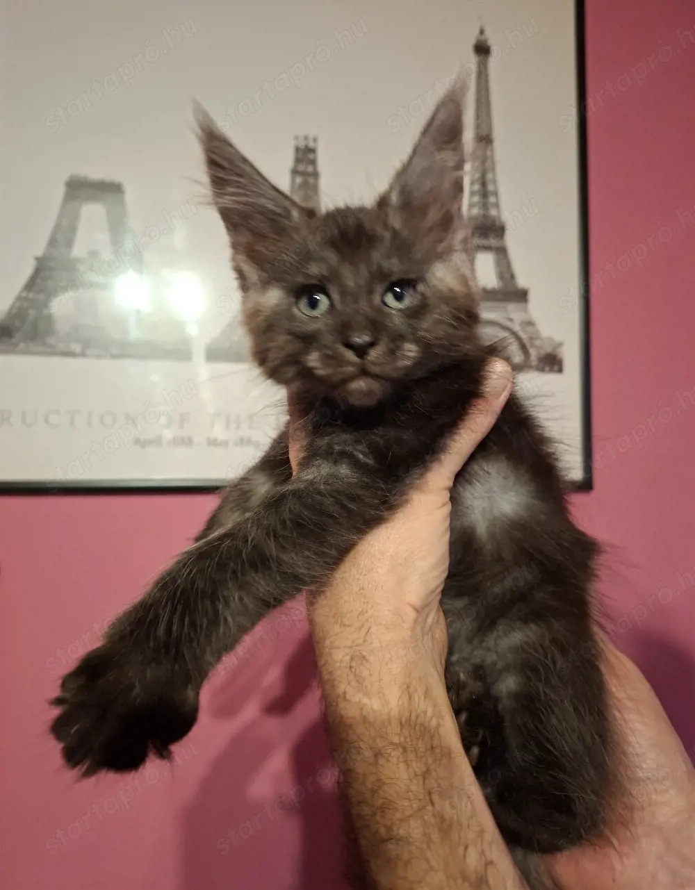 Maine Coon füstfekete