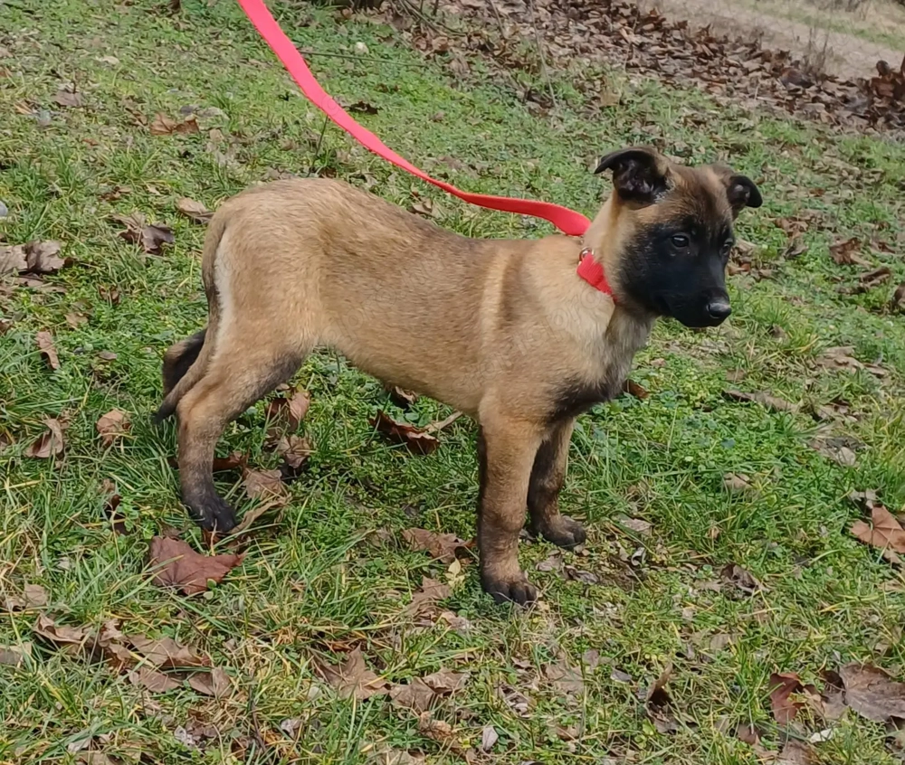 Malinois jellegű kiskutyák szerető gazdit keresnek