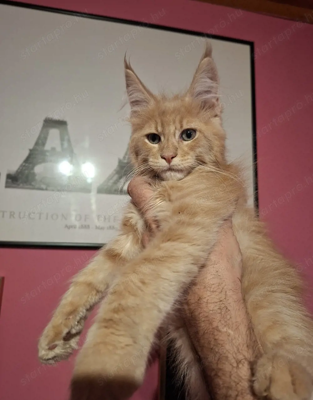 Maine Coon krém kandur