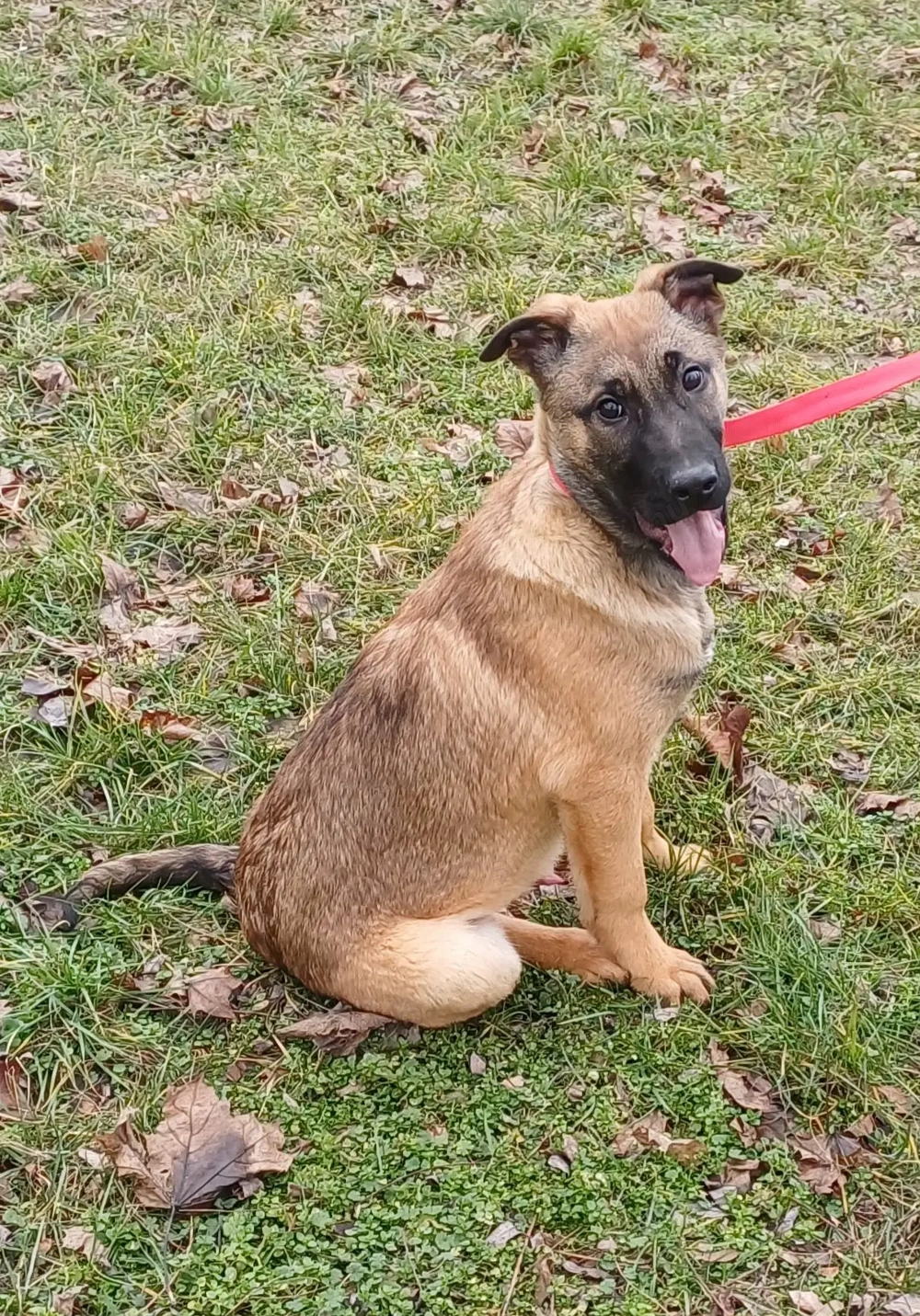 Malinois jellegű kiskutyák szerető gazdit keresnek