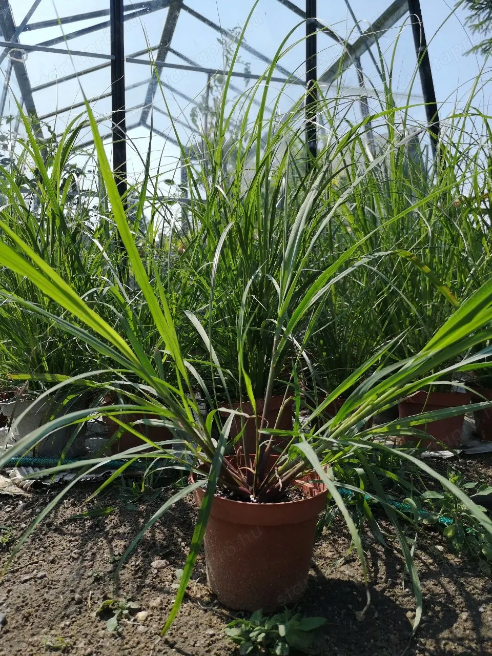 Citromfű gyógynövény fűszer 