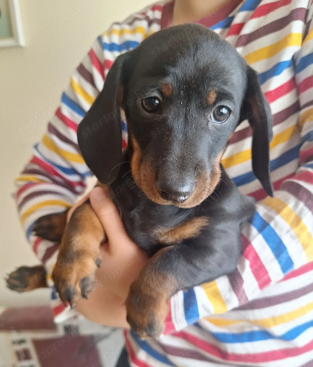 Fekete cser törpetacskó