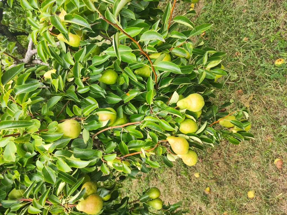 Metszés kertgondozás