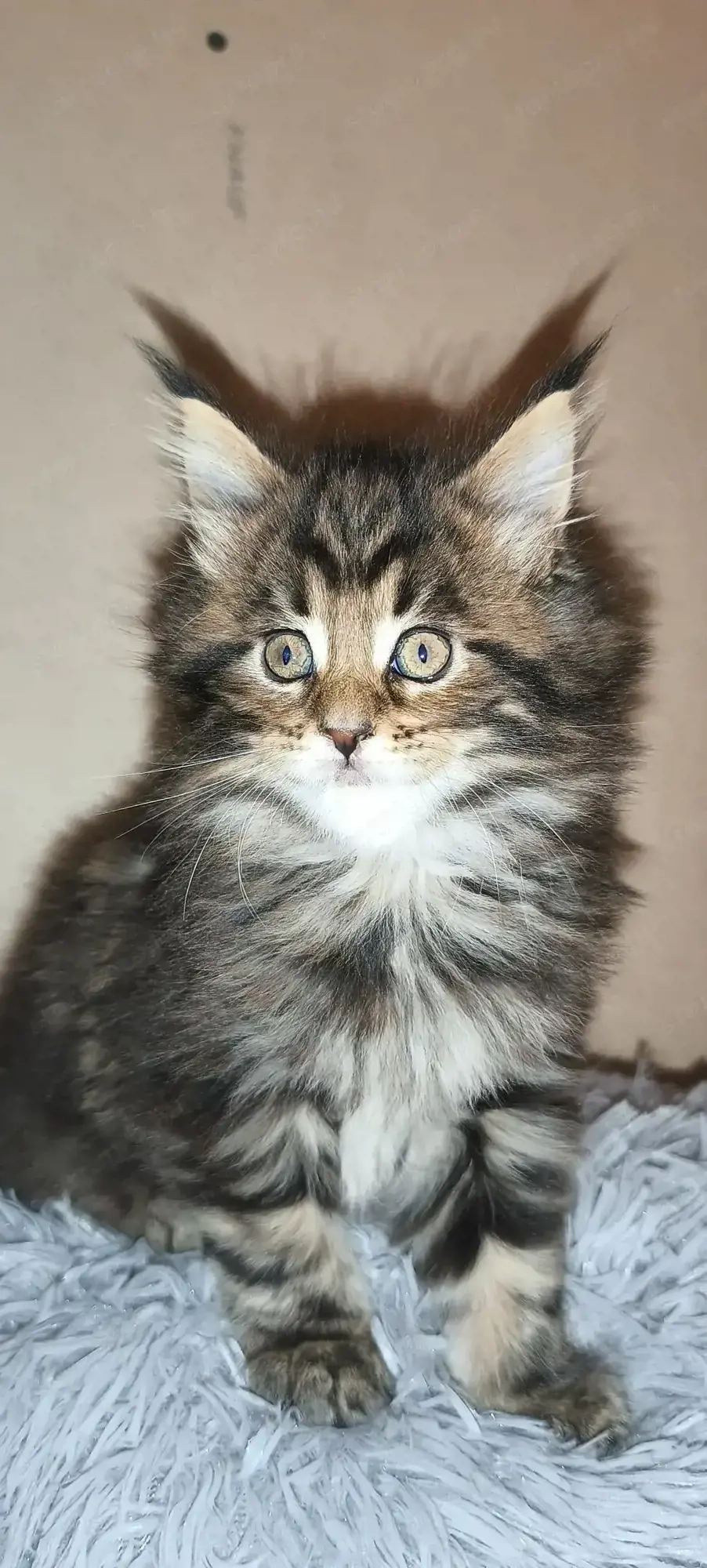 Maine coon 