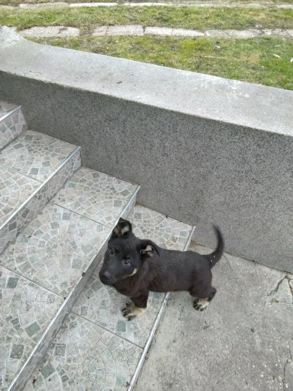 német juhász ( németjuhász ) kölykök