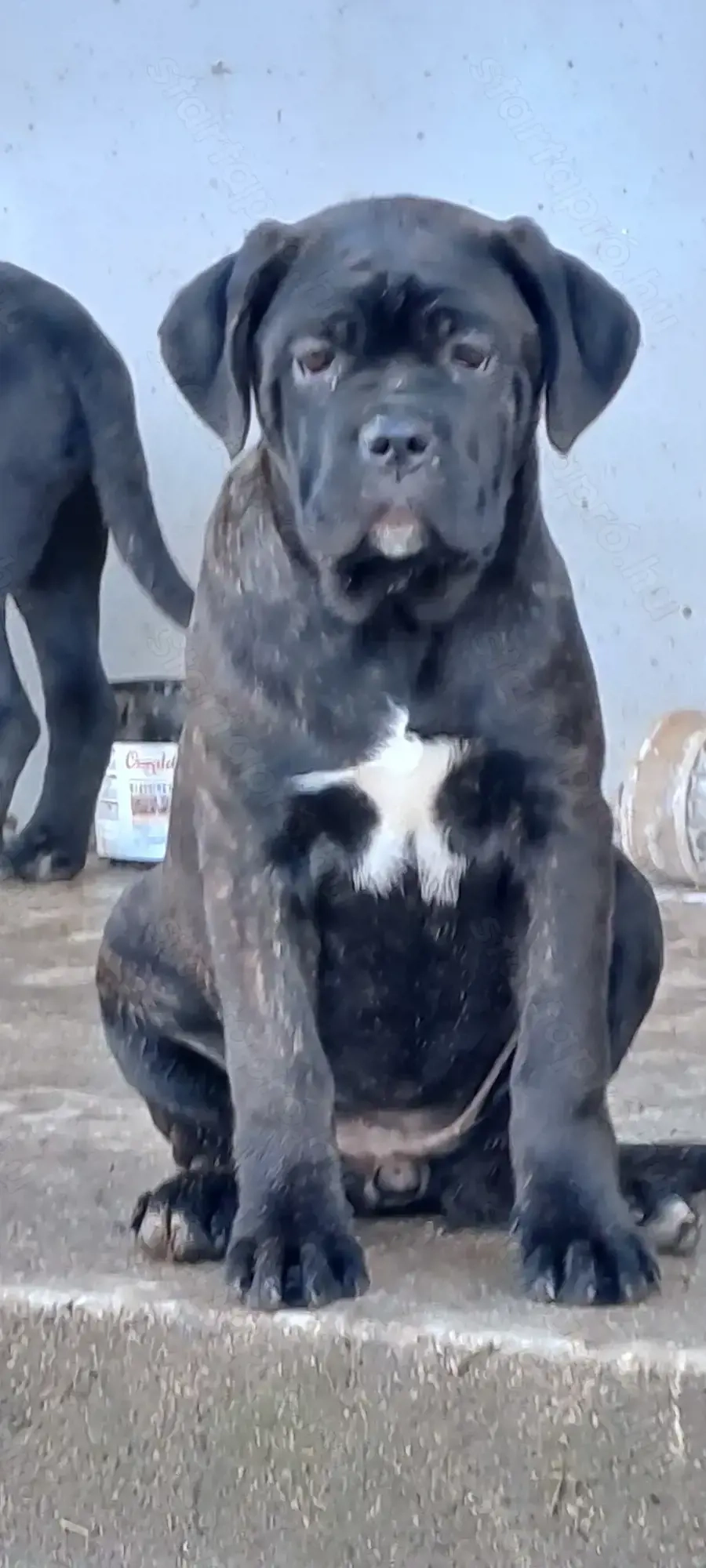 Eladó Cane Corso nőstény kiskutyák!
