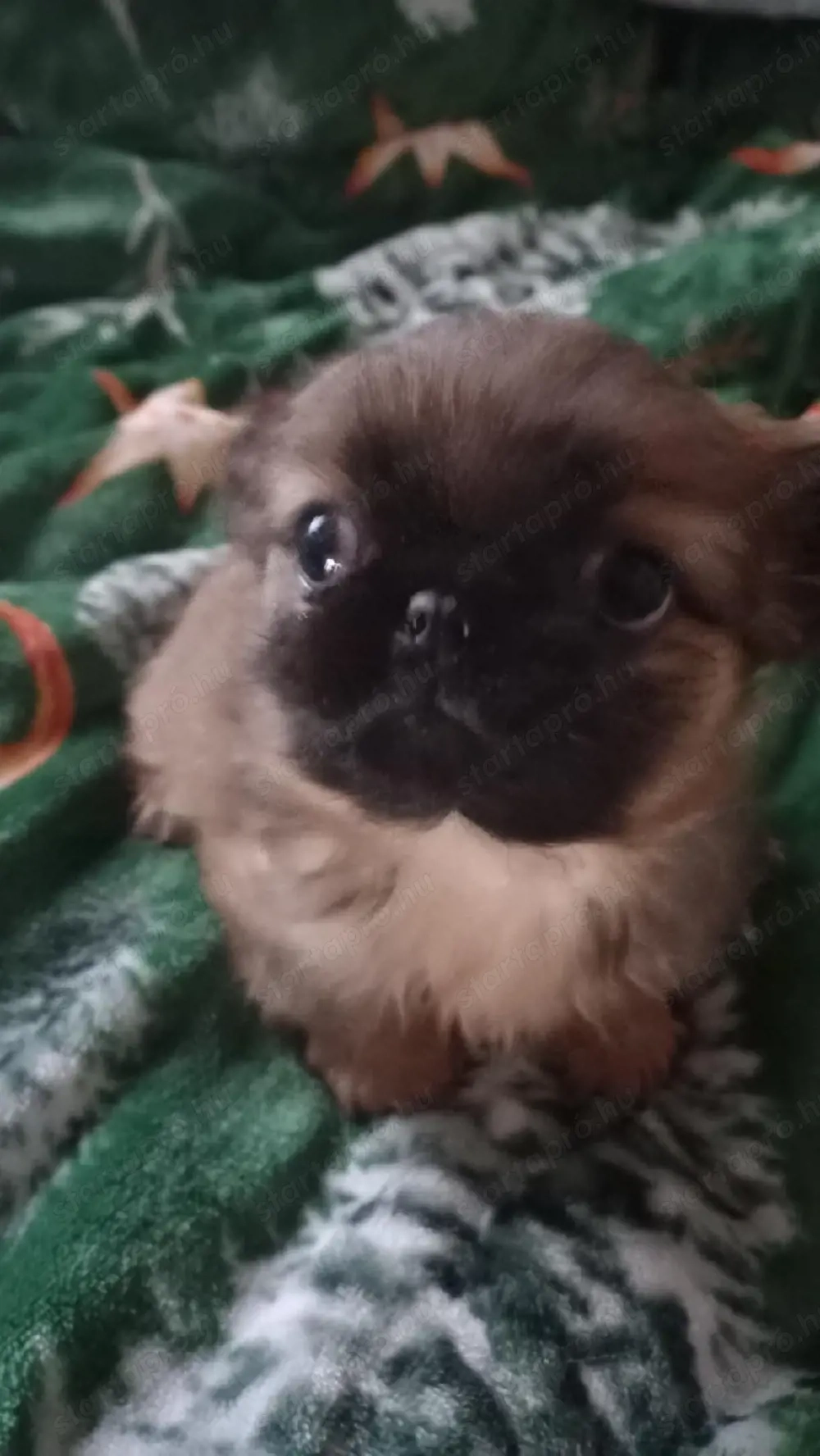 pekingi palotapincsi kisfiú