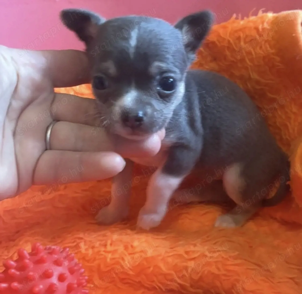 kék csivava kislány