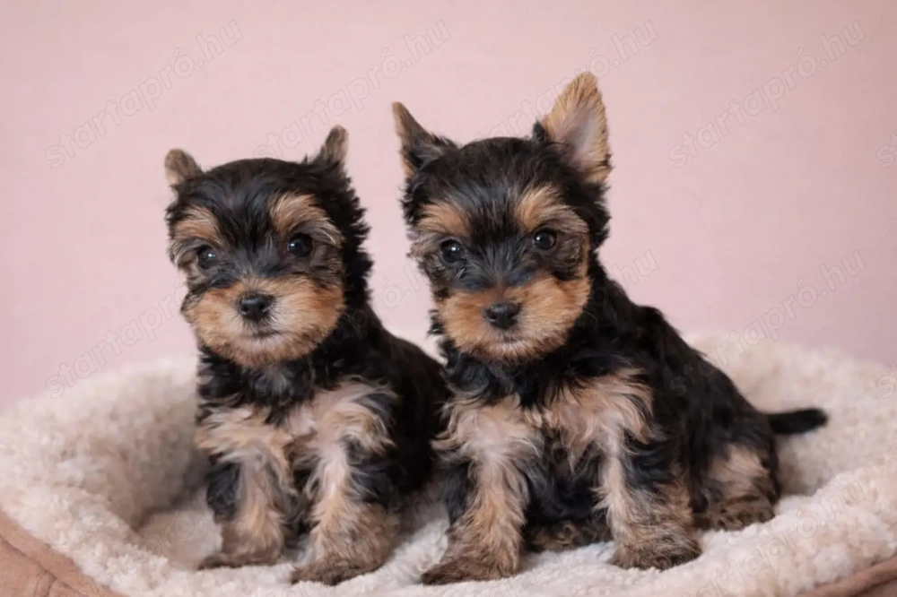 pici méretű yorkshire terrier mini yorkie