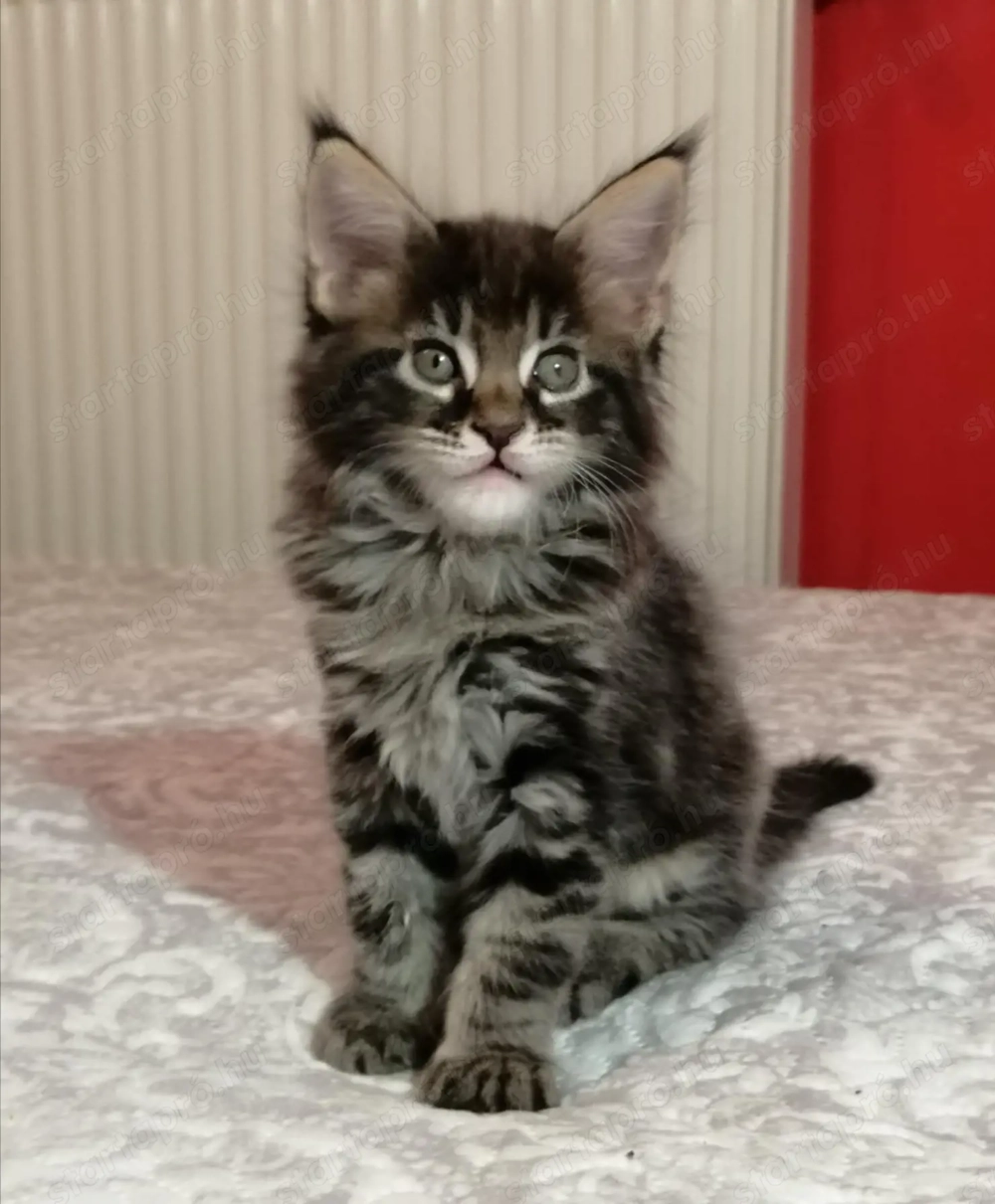 Maine coon kandúr kiscica 