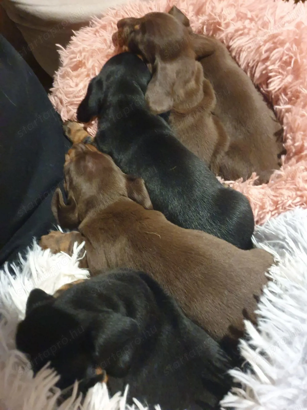 Tacskó kölyök  4.lány 1.fiú