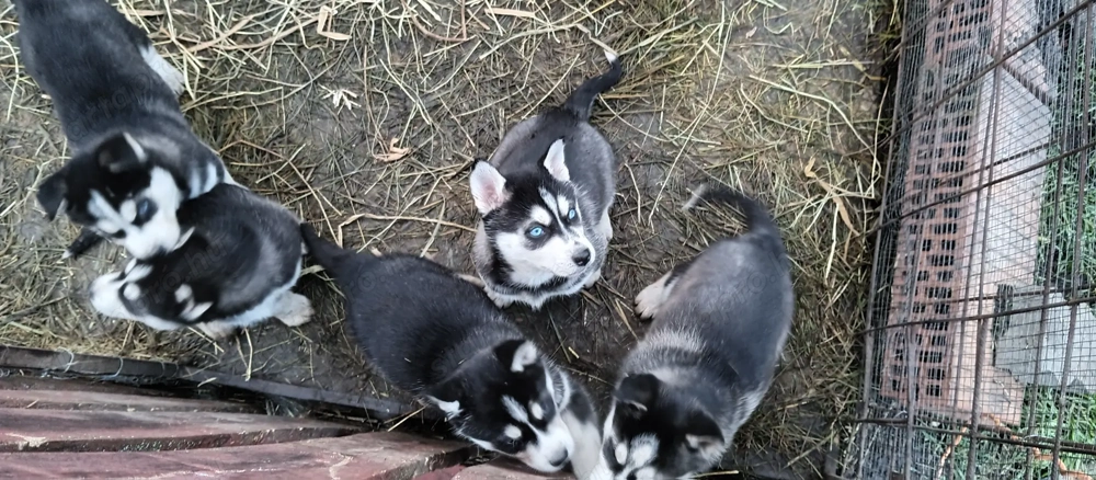 Fajta tiszta Husky