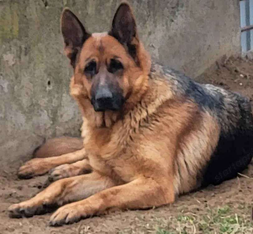 2 éves németjuhász szuka