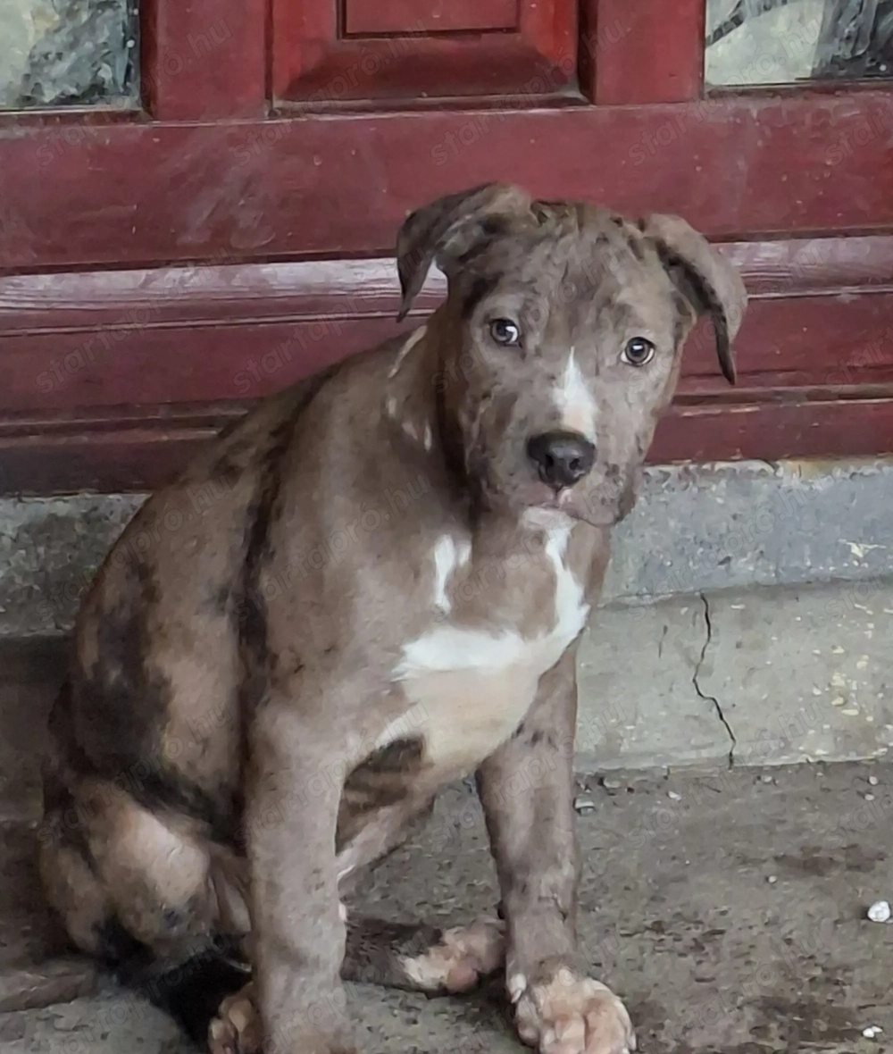 Amerikai Staffordshire