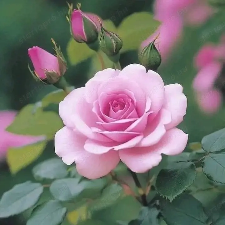 28 éves férfi érett hölgyet keres (40+)