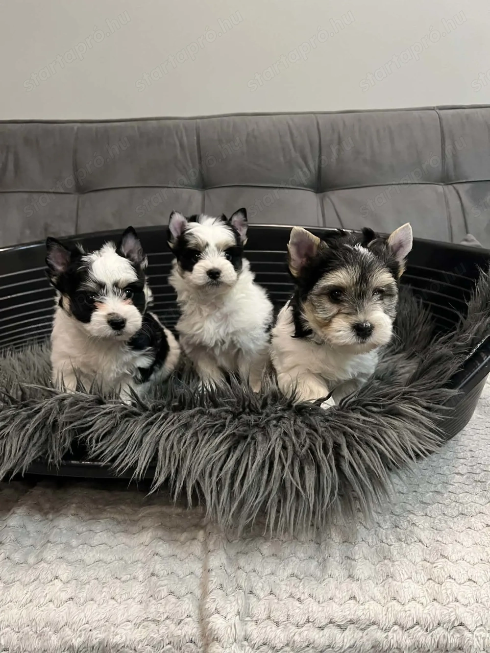 Yorkshire terrier kiskutyák