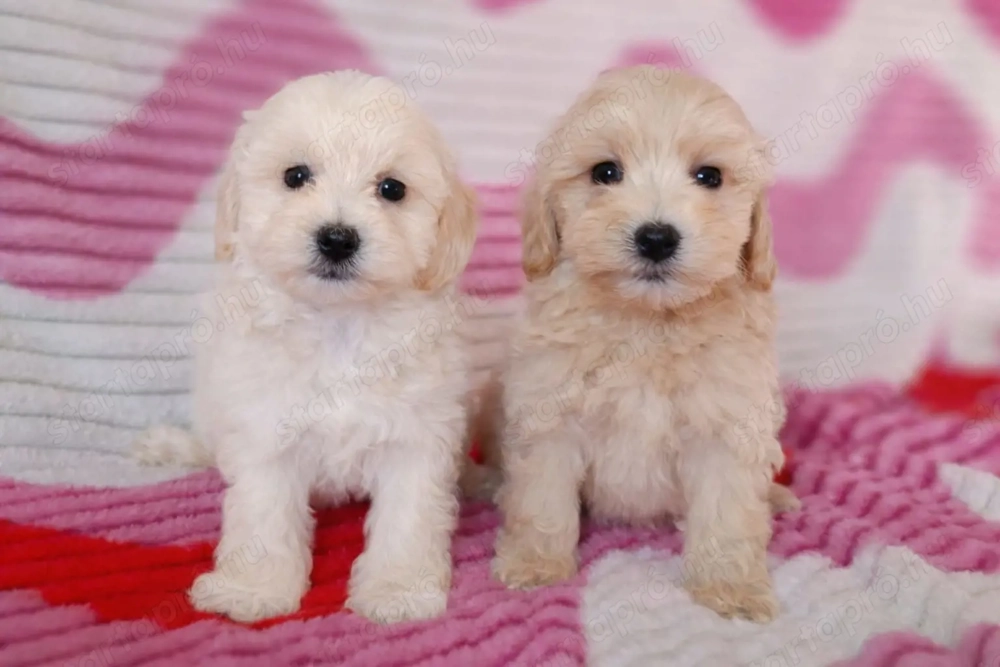 maltipoo toy uszkár - máltai selyem  mini is