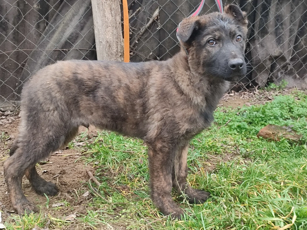 Holland juhász , német juhász 