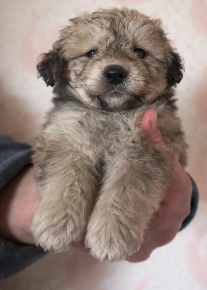 Eladó Bischon havanesse kislány 