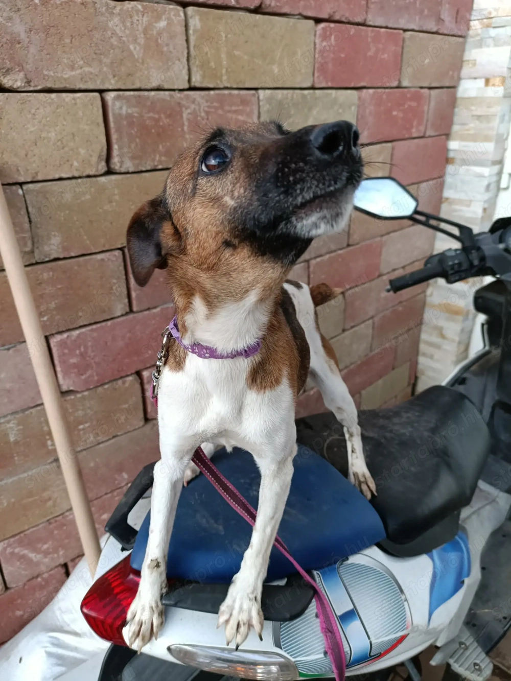 Ivartalanított, oltott, chipes foxi szuka