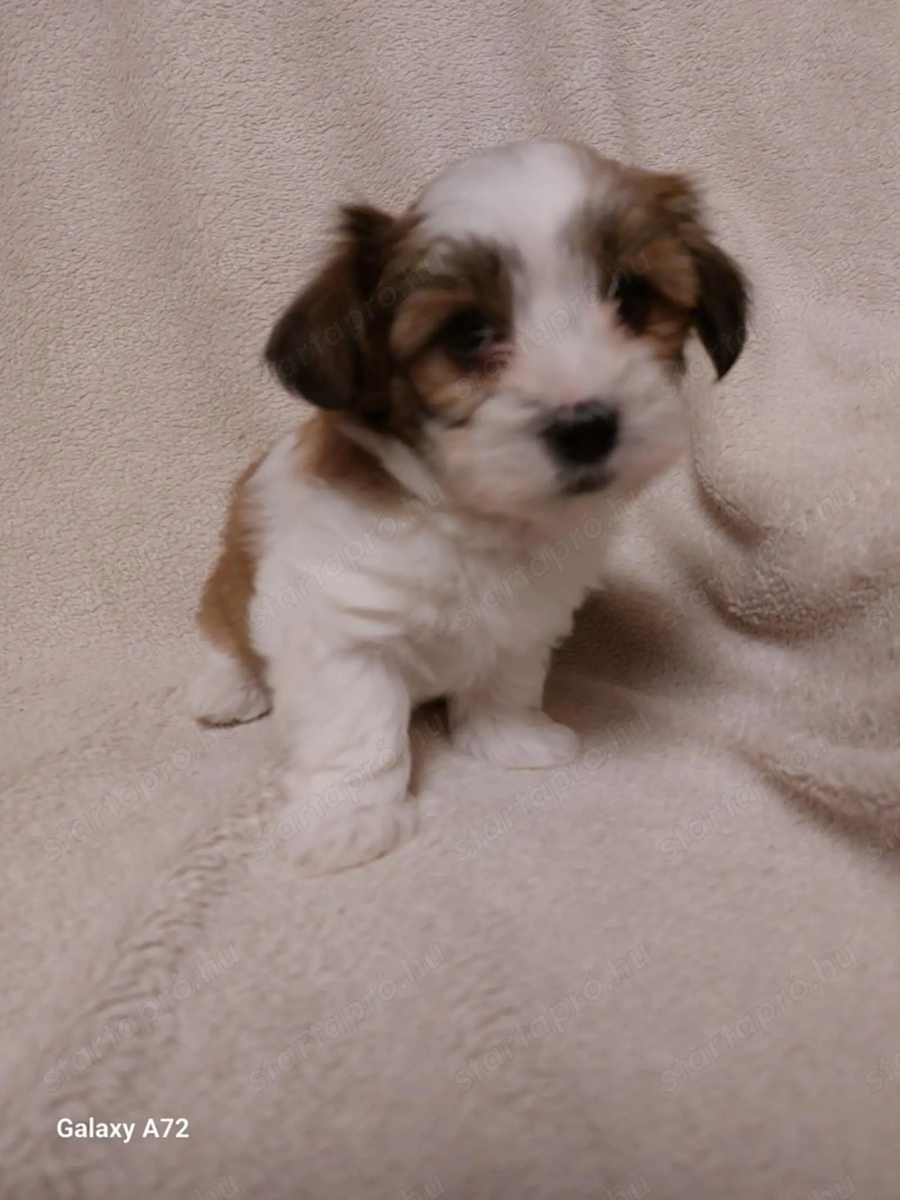 Havenese kiskutya költözne Valentin napra