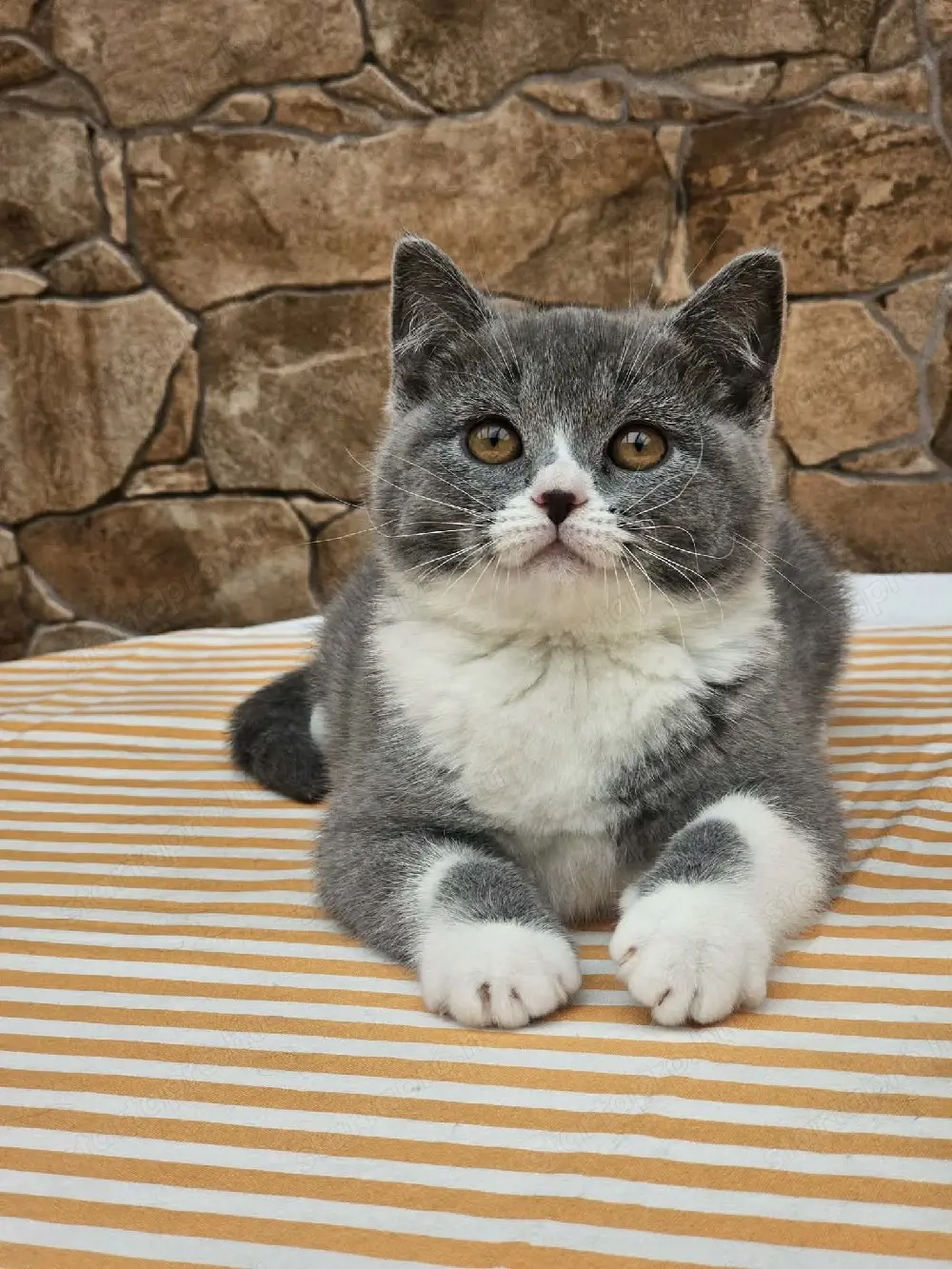 Brit rövidszőrű cicák eladók