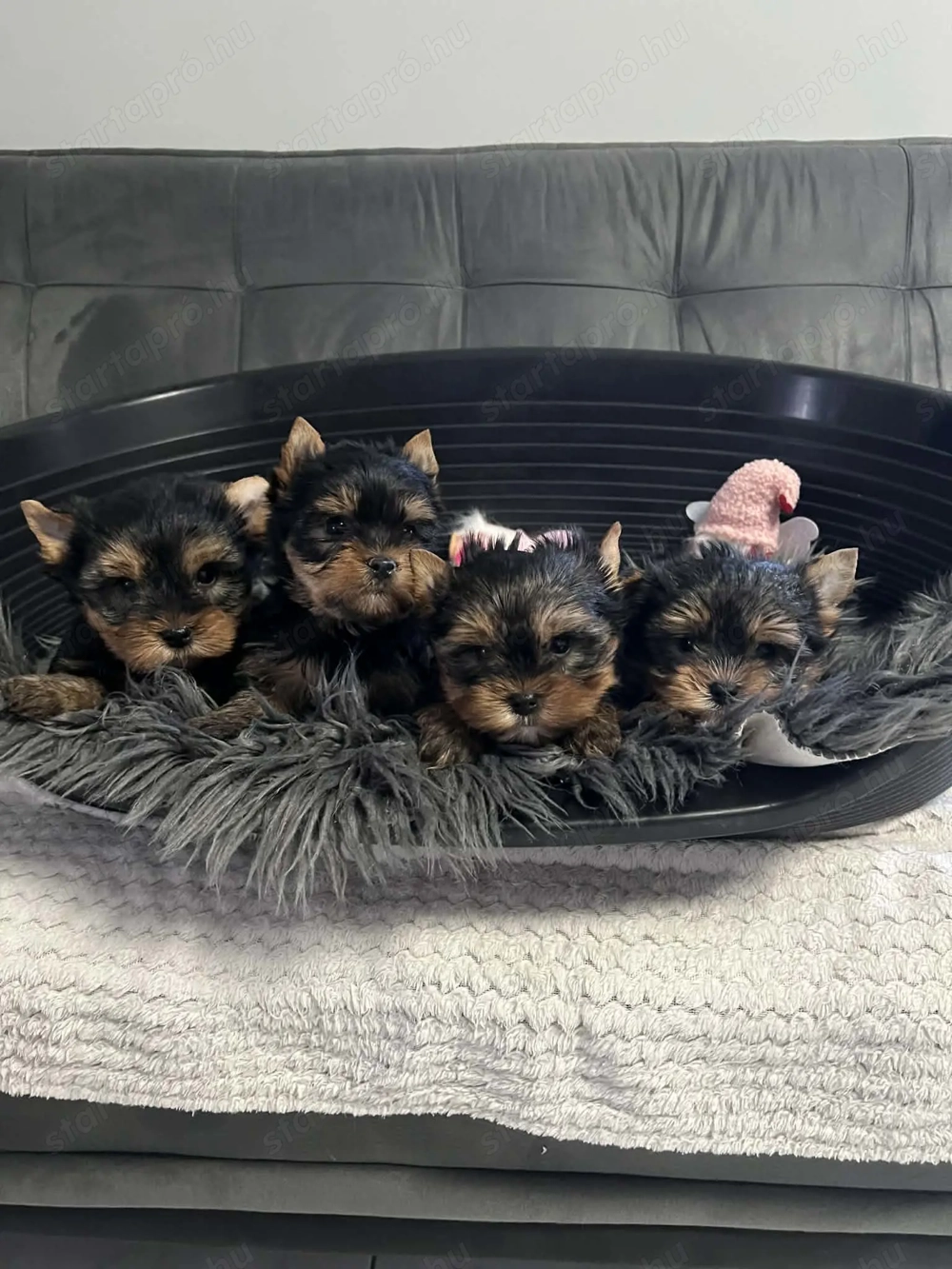 Gyönyörű szép yorki kiskutyák