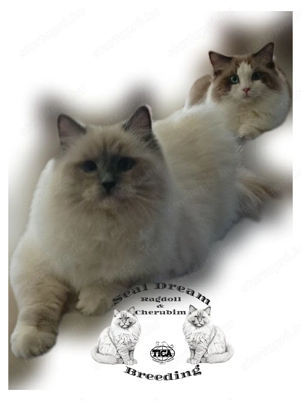 Törzskönyves, Champion, Original Ragdoll (rongybaba) 