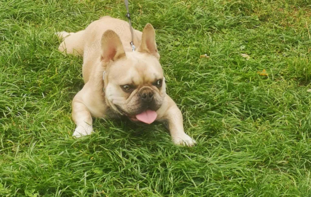 Francia bulldog kan