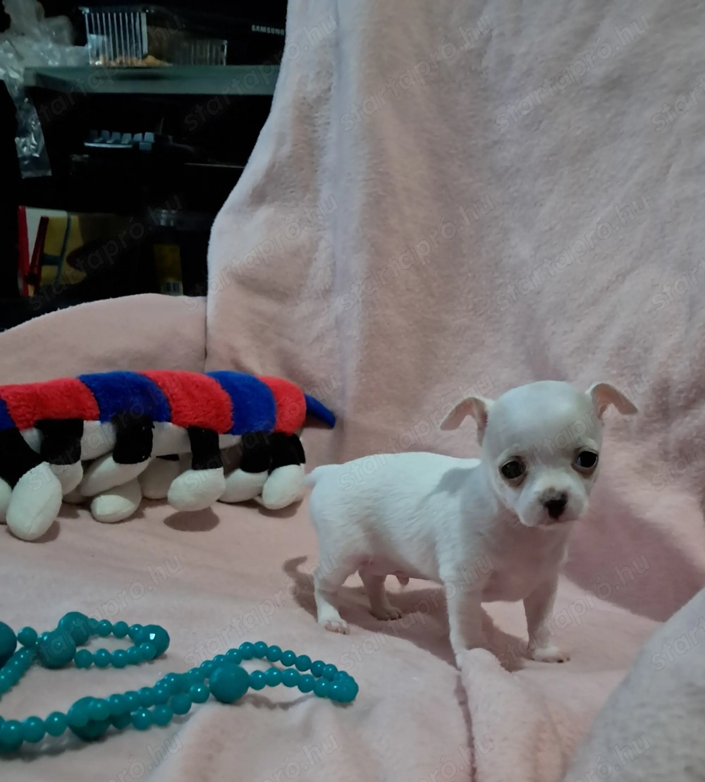 Tündéri csivava kisfiú