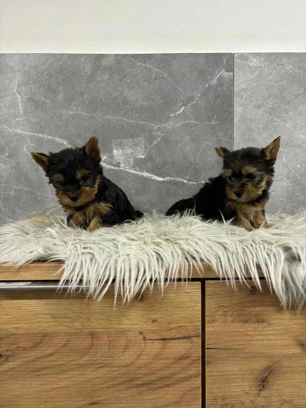 Yorki kiskutyák gazdit keresnek