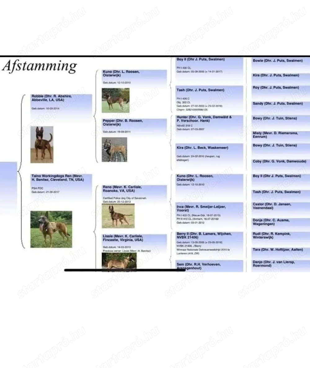Amerikai import belga juhászkutya kannal fedeztetést vállalok