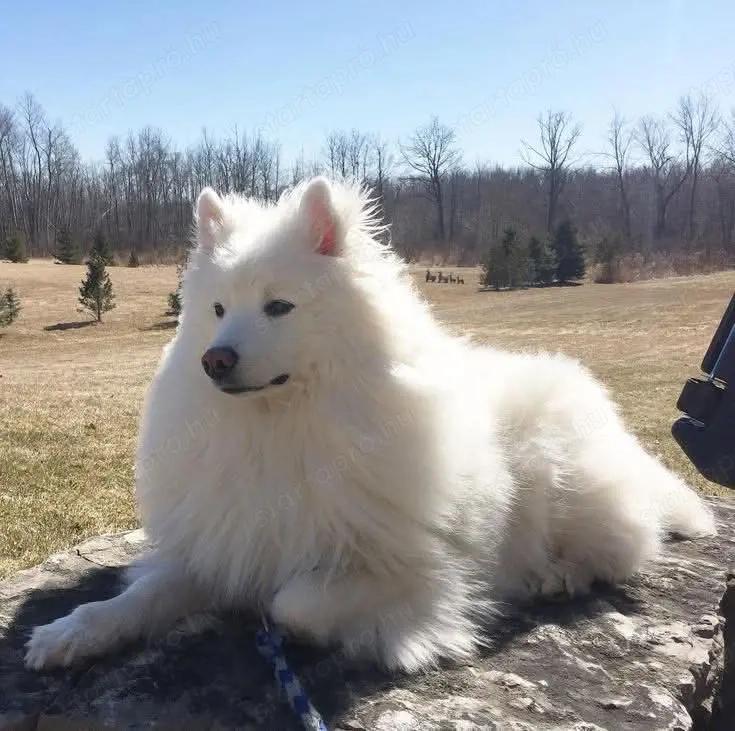 Német spicc fiú gazdisodna