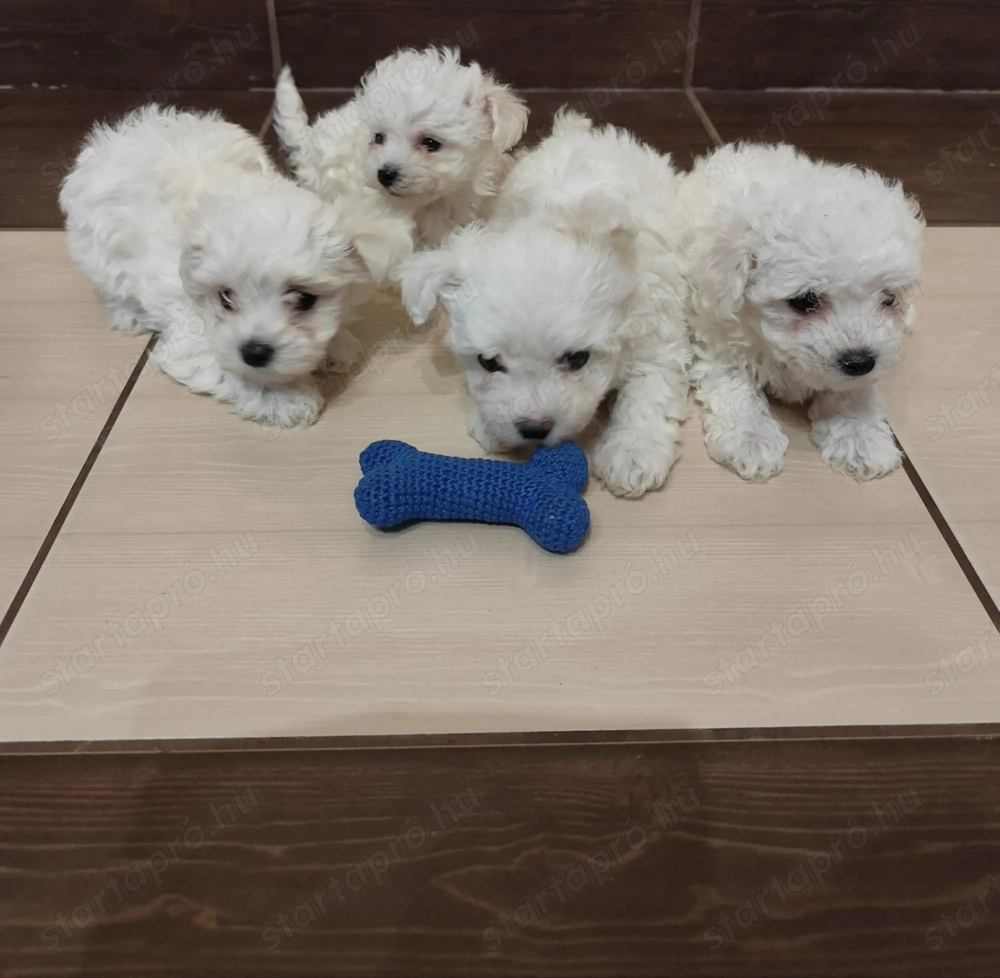 Eladó máltai selyemkutya 