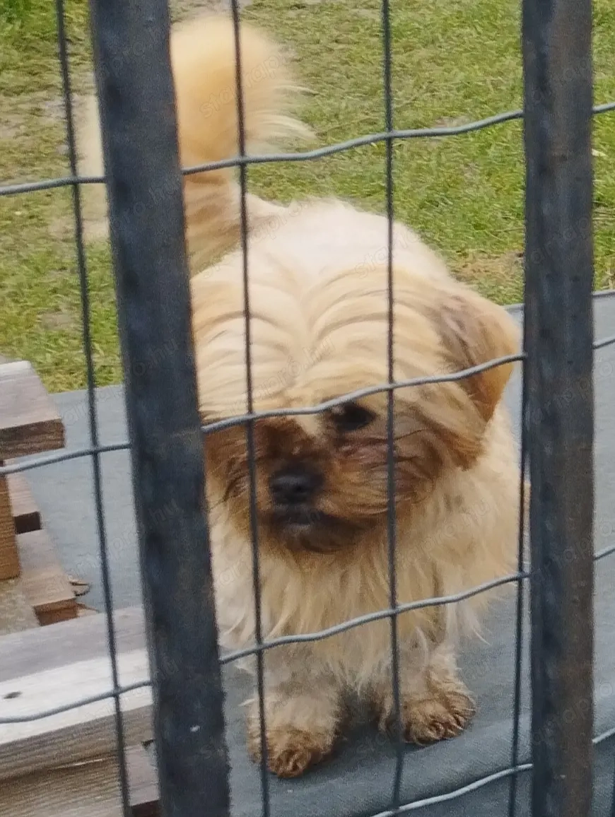 Sí cu jellllegű kutya